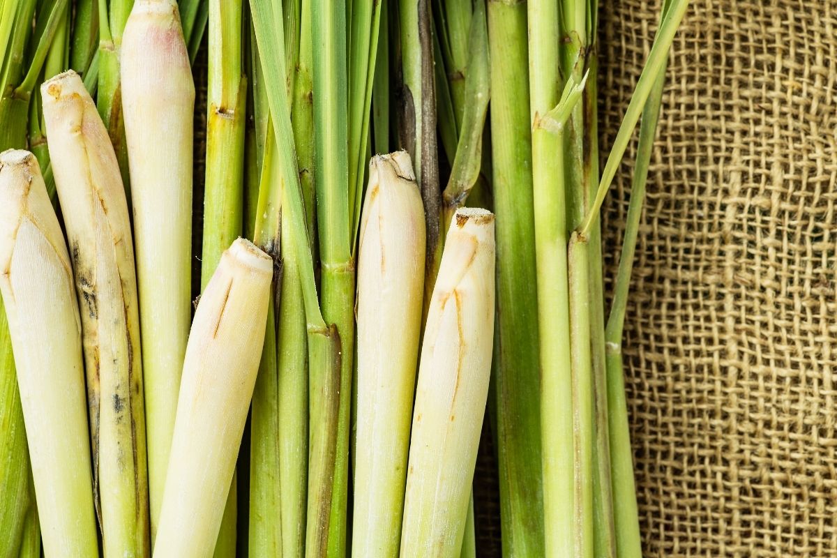 Dùng Sả Để Khử Mùi Ẩm Mốc